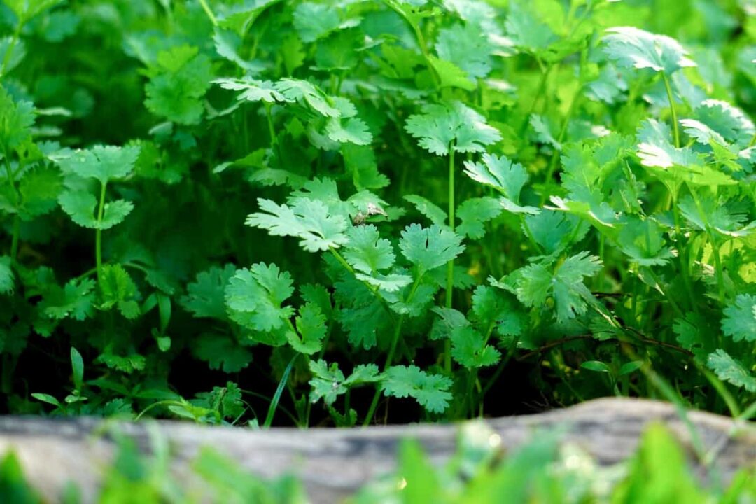 How to Plant Cilantro Minneopa Orchards