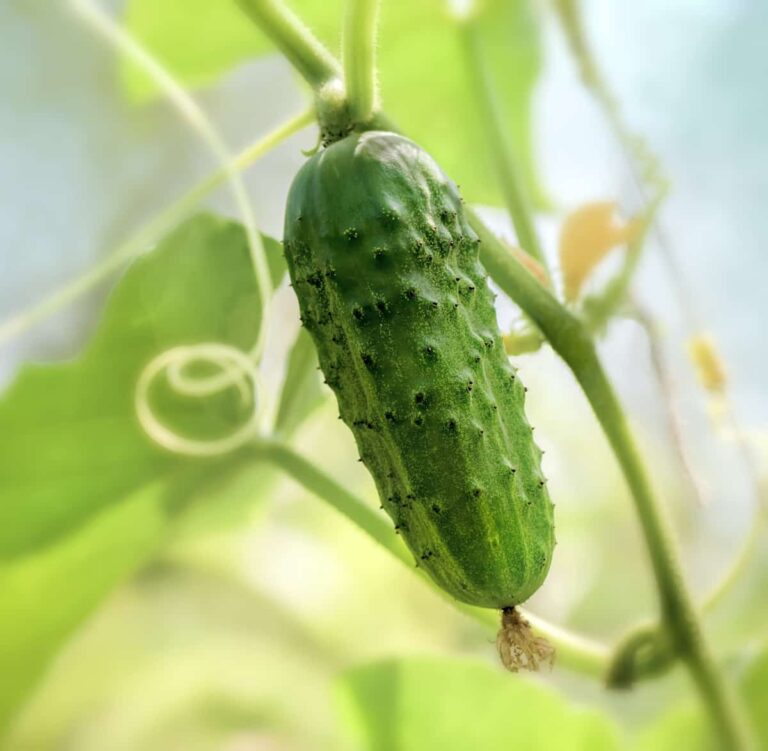 The Complete Guide to Growing Cucumbers Minneopa Orchards
