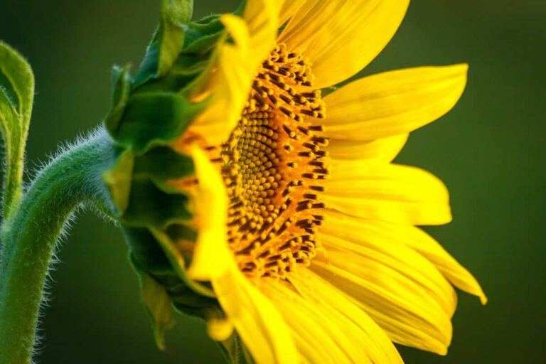 How to Dry Sunflowers Minneopa Orchards