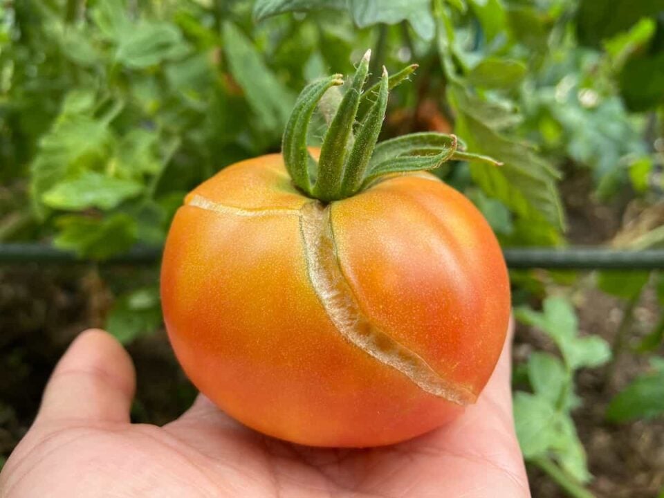 Why are my tomatoes splitting and how do i prevent it minneopa