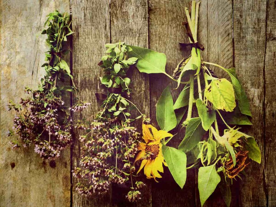 How to Dry Sunflowers Minneopa Orchards