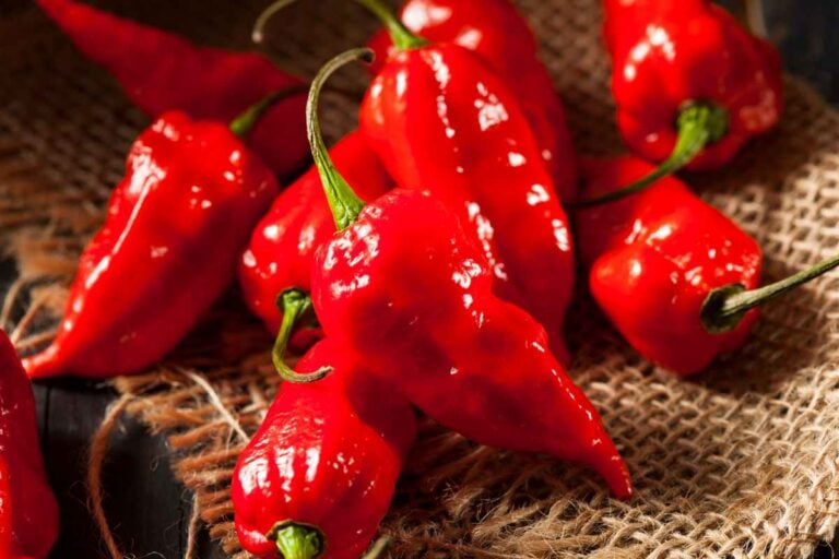 Ghost Peppers How to Plant, Grow, and Enjoy These Super Spicy Veggies