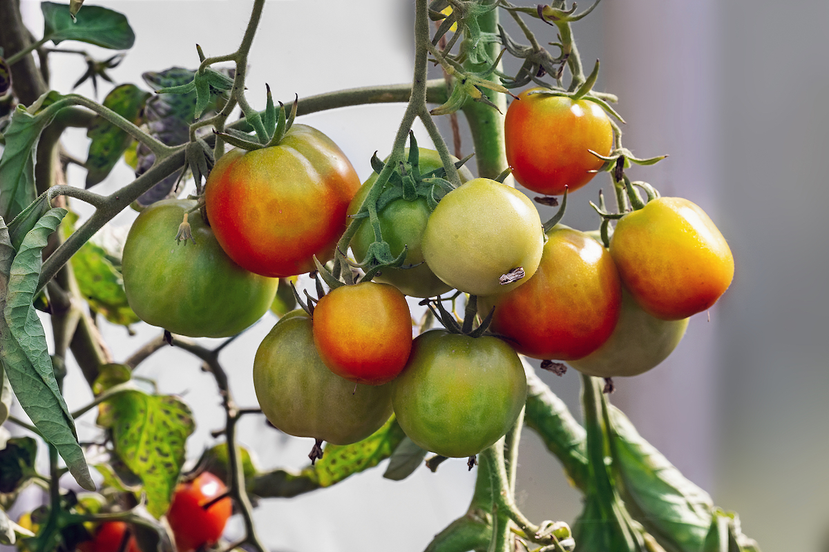 The Chilly Glacier Tomato A Cool New Addition to Your Garden
