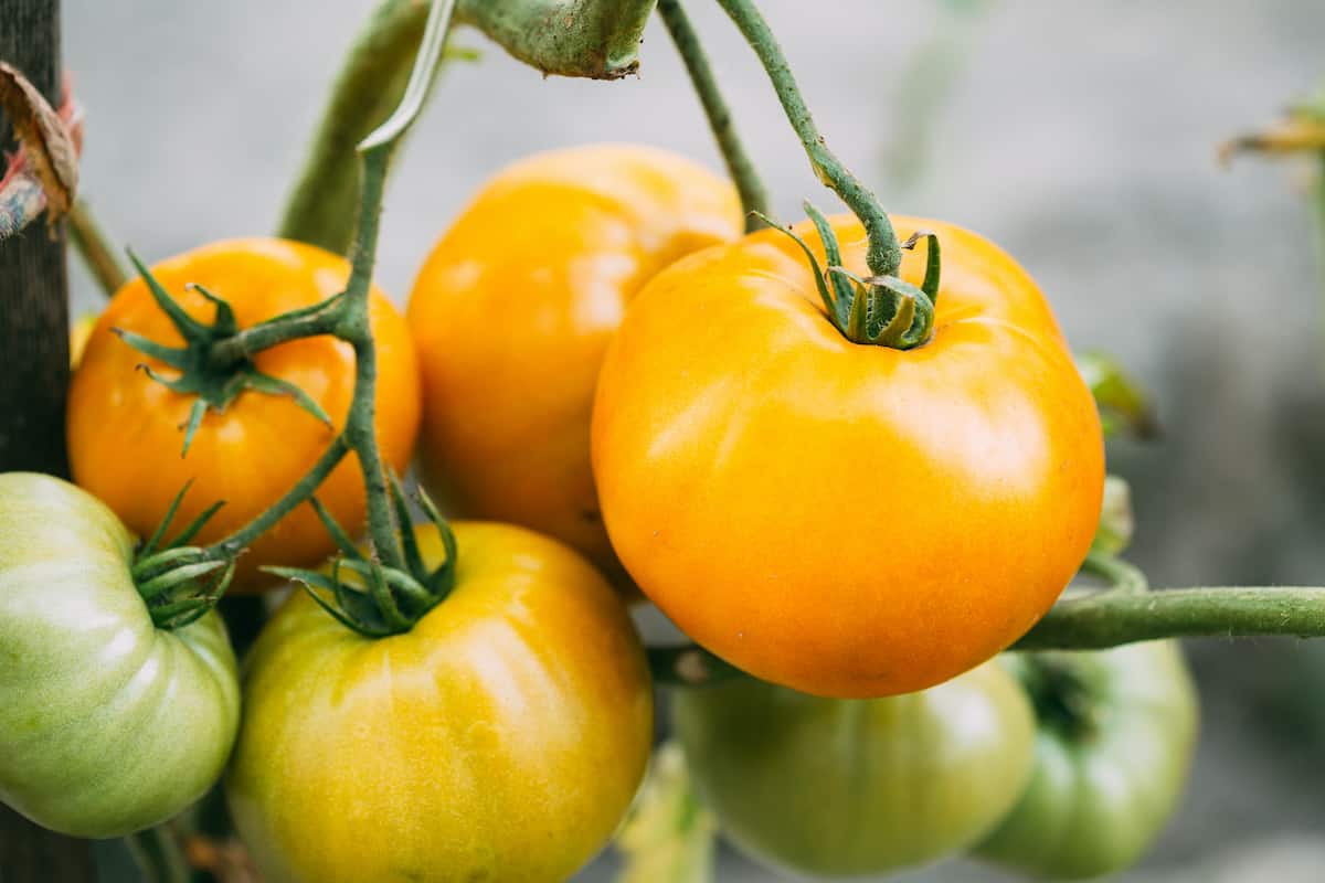 Gold-colored tomatoes on a vine.