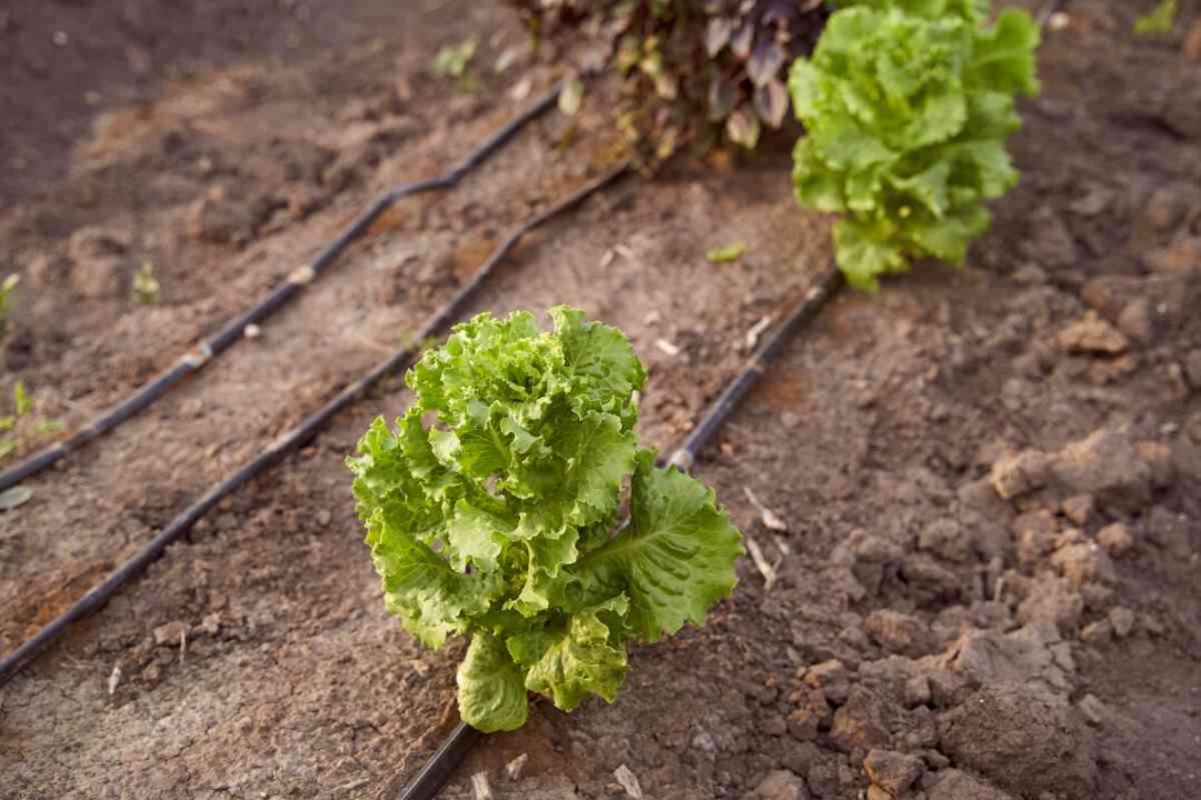 Batavia Lettuce Everything You Need to Know About Growing This