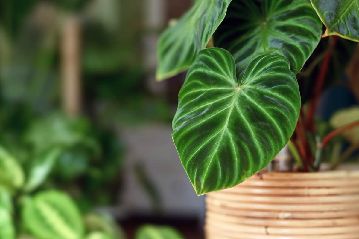 The Best Indoor Gardening Plants to Grow Minneopa Orchards