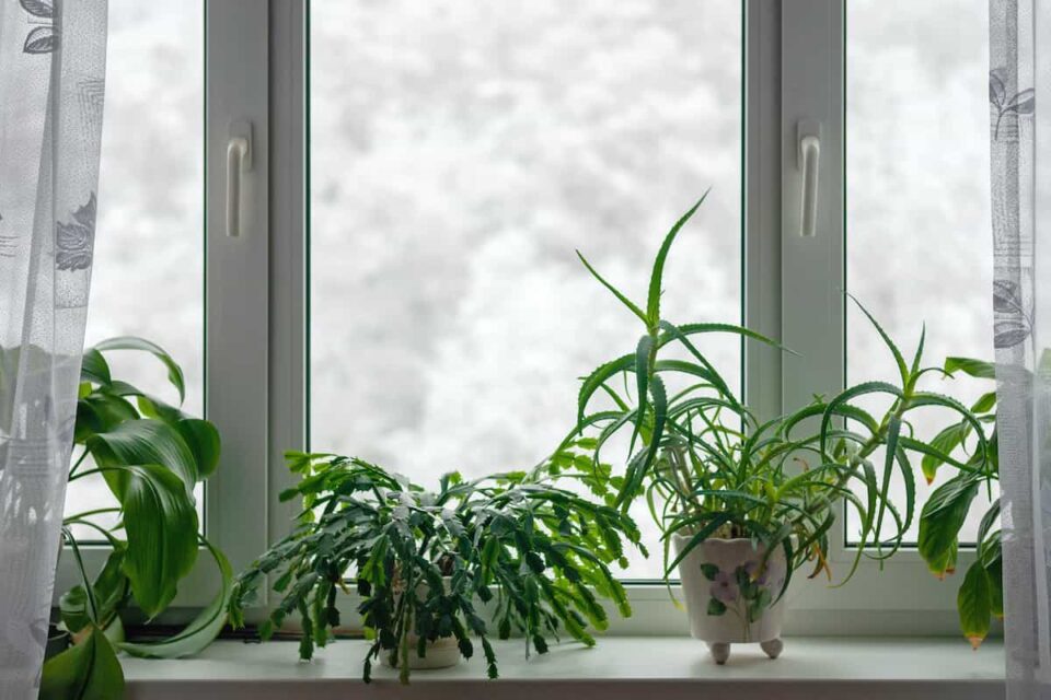 Indoor Winter Gardening How to Grow Food and Plants Indoors During