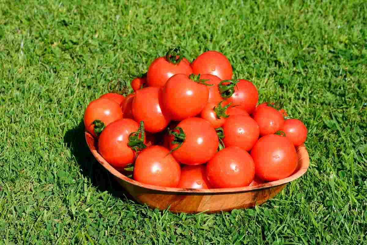 All About the Mountain Magic Tomato Minneopa Orchards