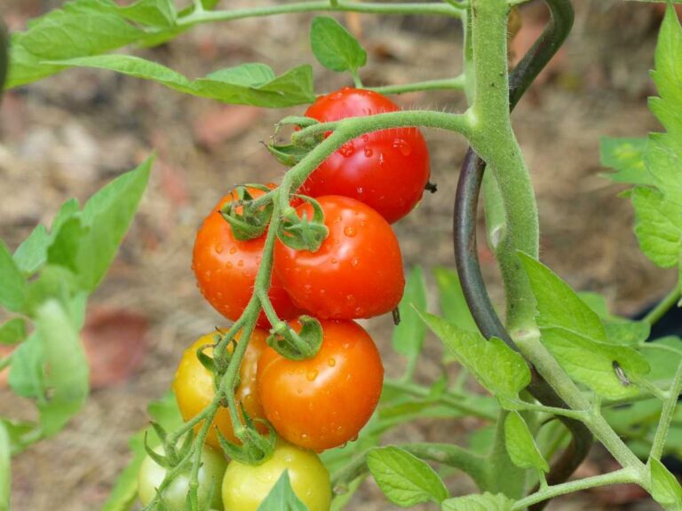 All About the Mountain Magic Tomato Minneopa Orchards
