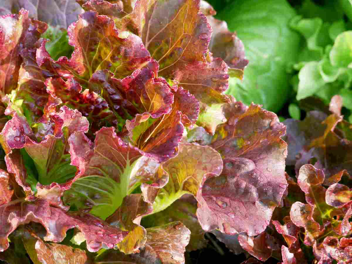 Lettuce Varieties - Minneopa Orchards