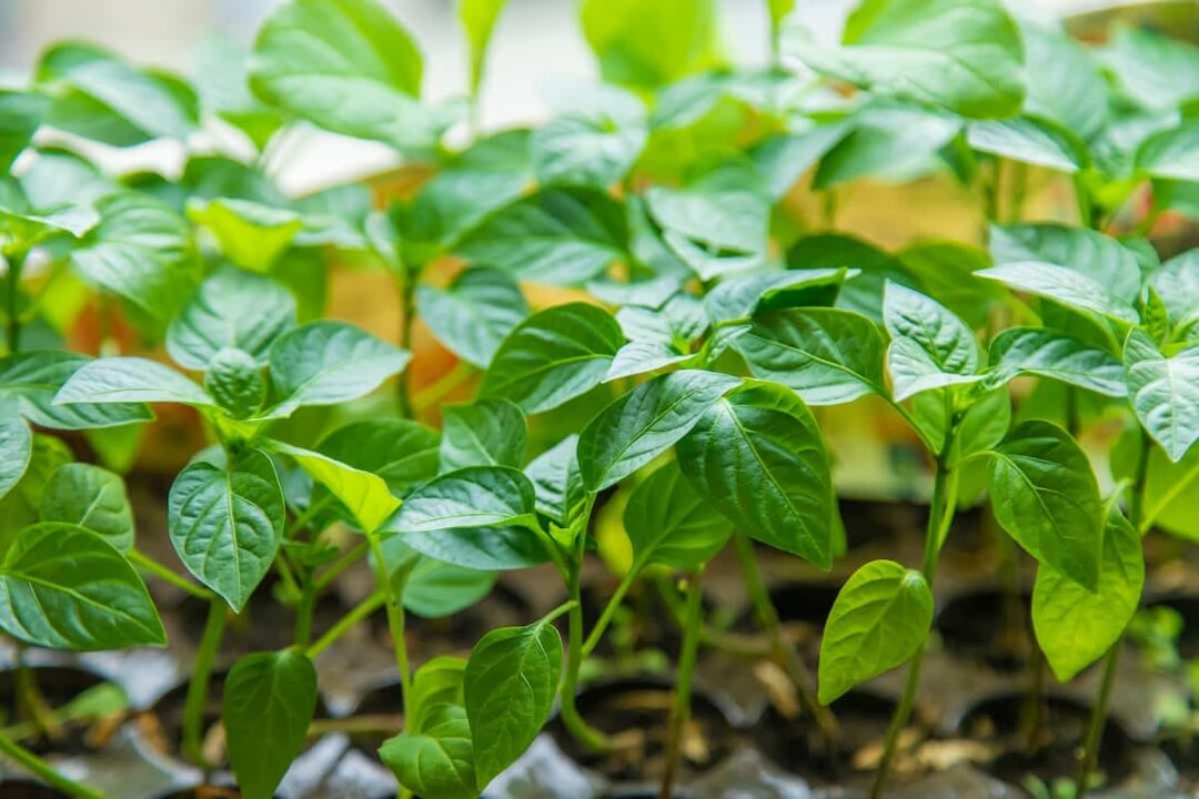 All About the Trinidad Scorpion Butch T Pepper - Minneopa Orchards
