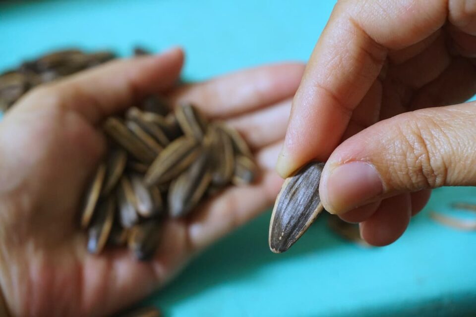 Are Sunflower Seeds Good for You? Minneopa Orchards