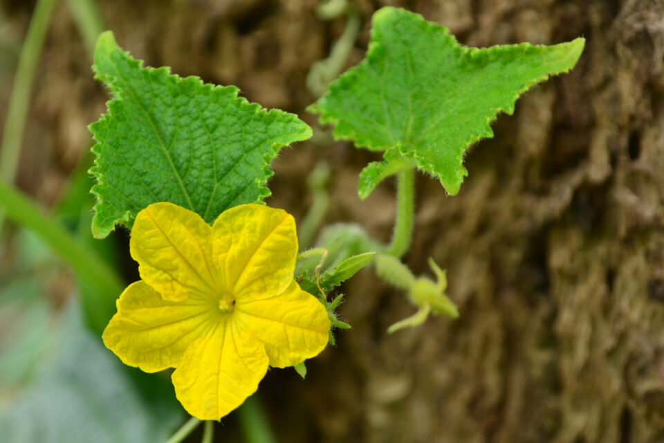 Pickling cucumbers near me