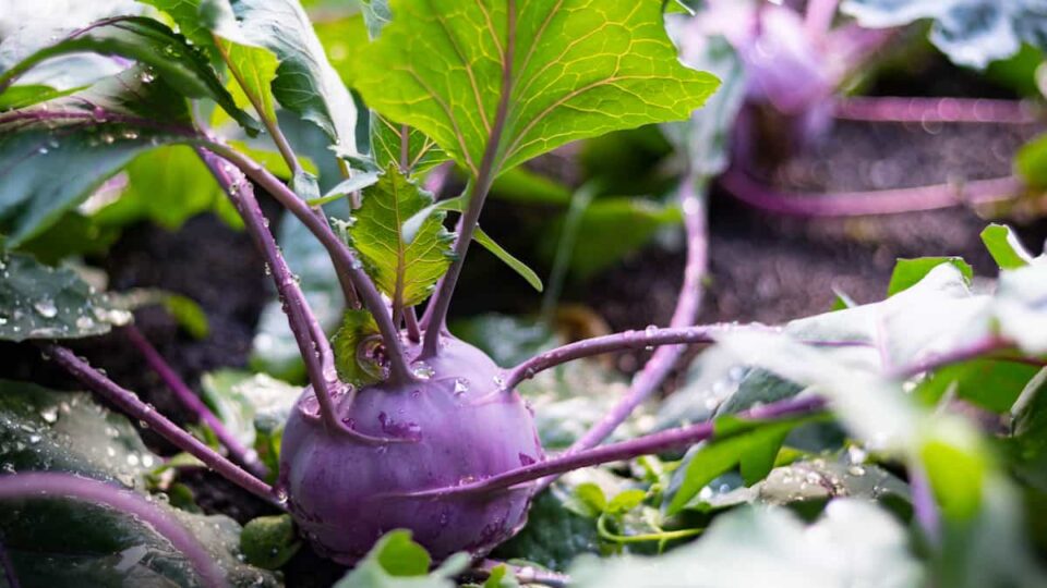 How to Plant Kohlrabi Minneopa Orchards