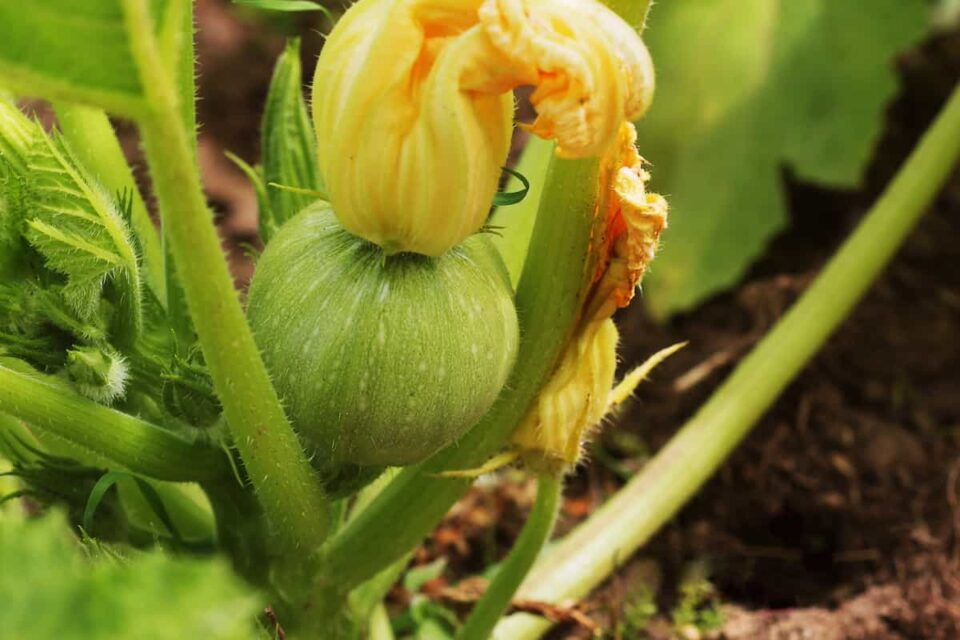 How to Plant Zucchini Minneopa Orchards