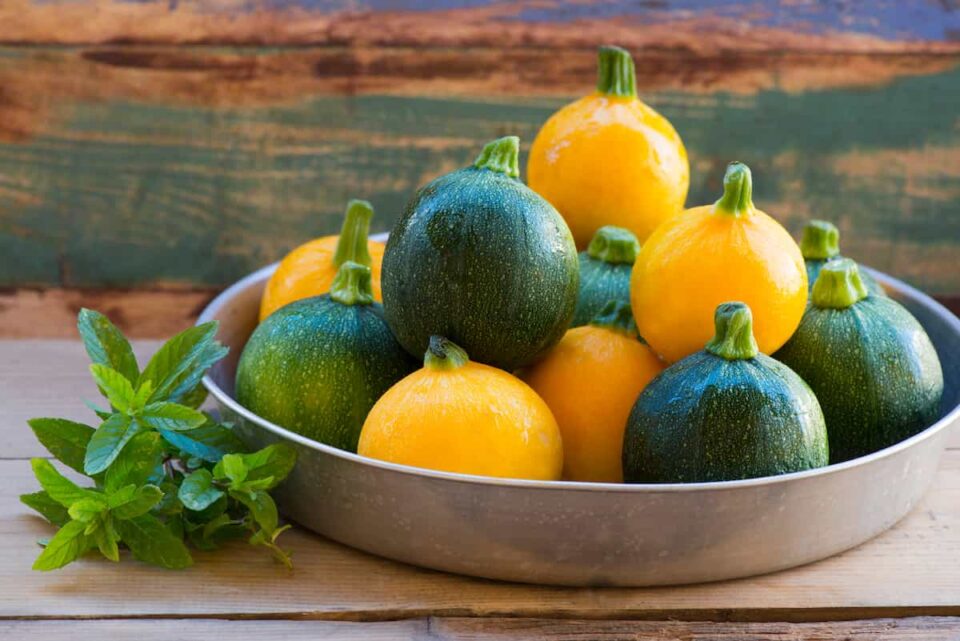 How to Plant Zucchini Minneopa Orchards