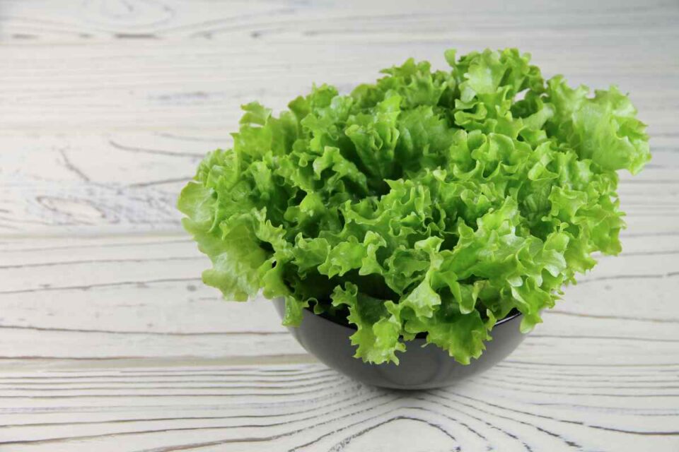 Black Seeded Simpson Lettuce Planting, Growing, and Eating This