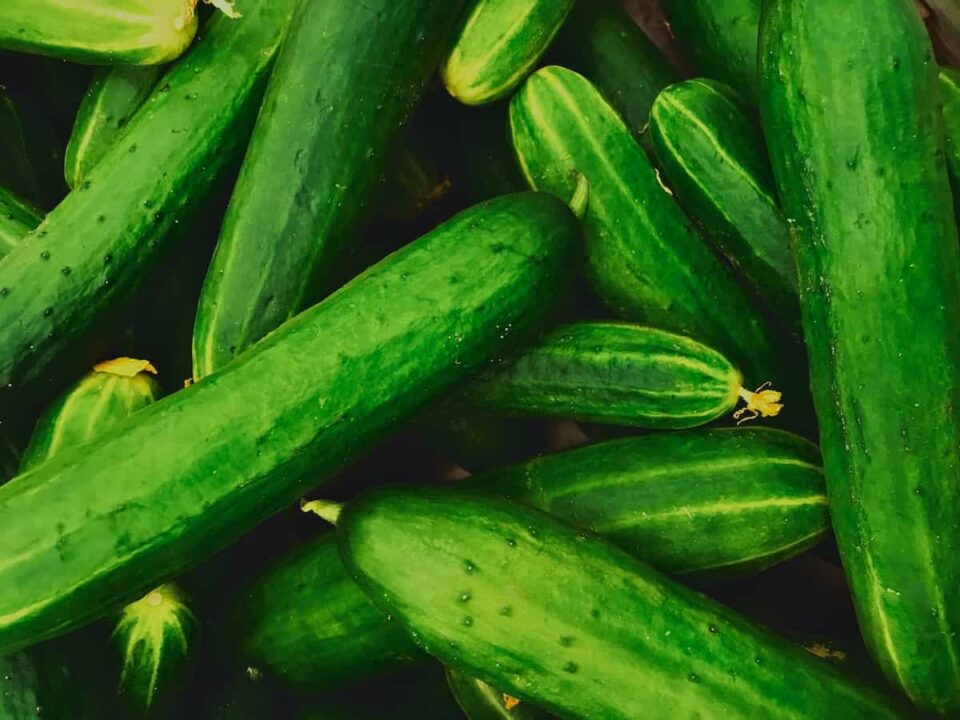 Sweet Slice Cucumbers Minneopa Orchards