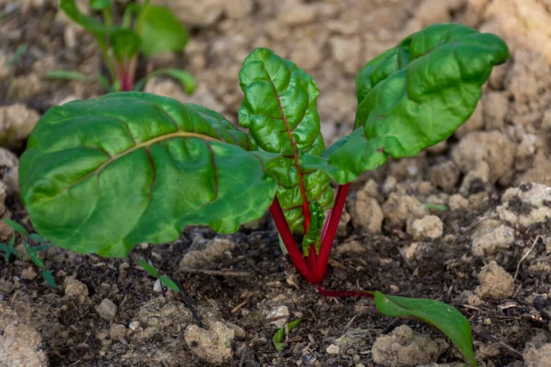 How to Plant Swiss Chard Minneopa Orchards