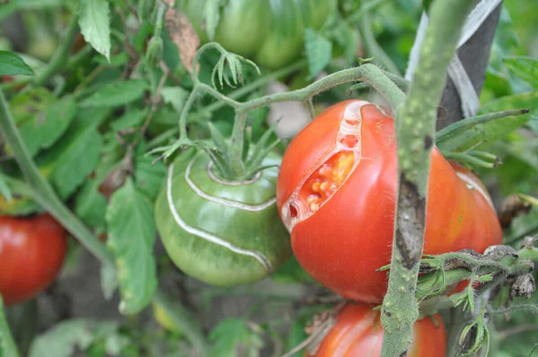 Why Are My Tomatoes Splitting