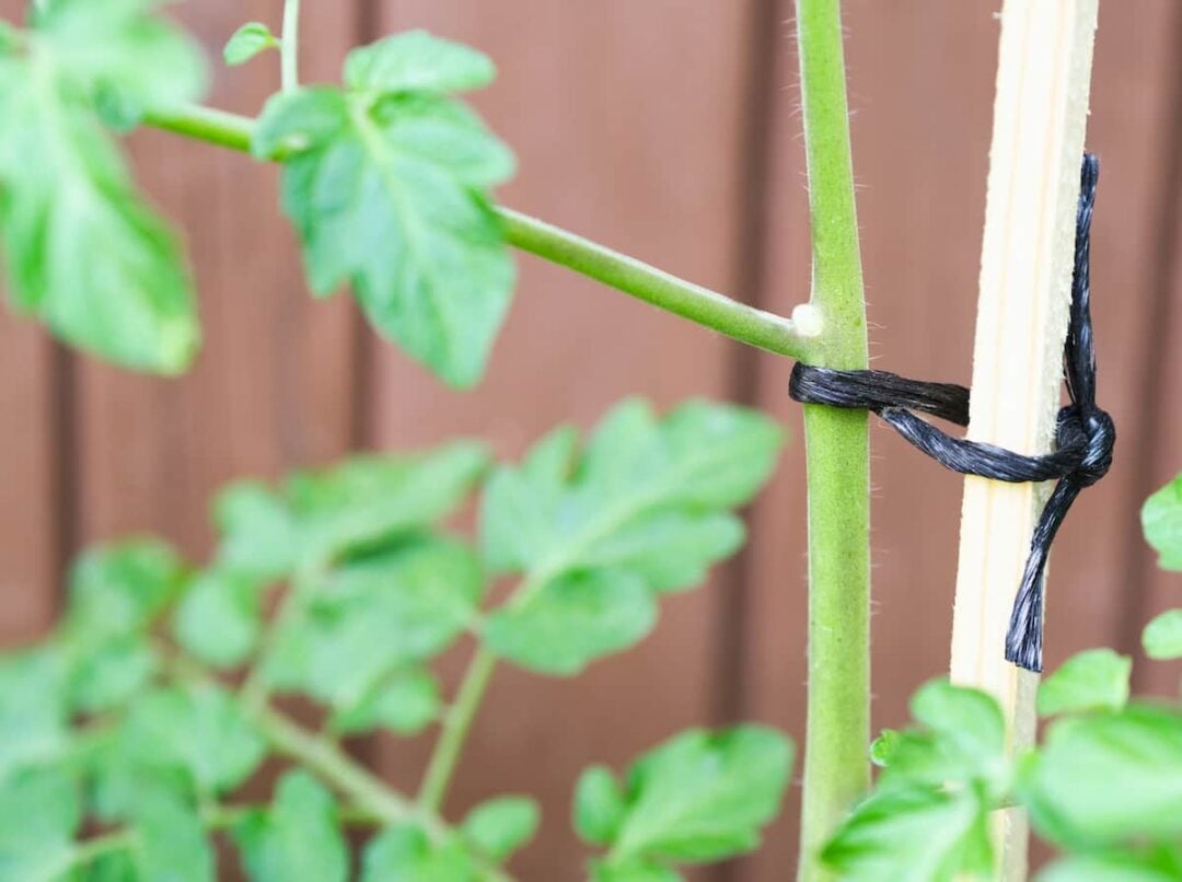 How to Tie Up Tomato Plants The 4 Best Methods to Support Your Garden