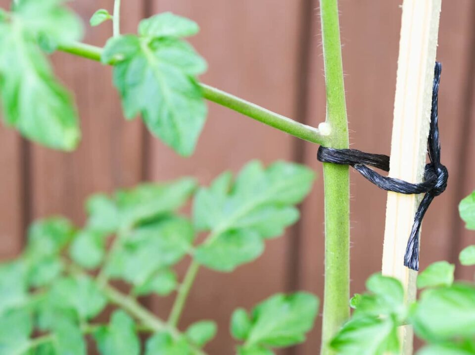 How to Tie Up Tomato Plants The 4 Best Methods to Support Your Garden