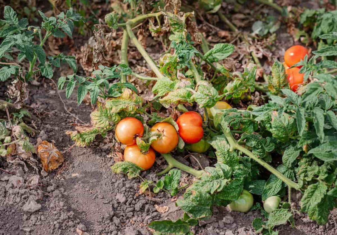 How to Stake Tomatoes the Right Way Minneopa Orchards