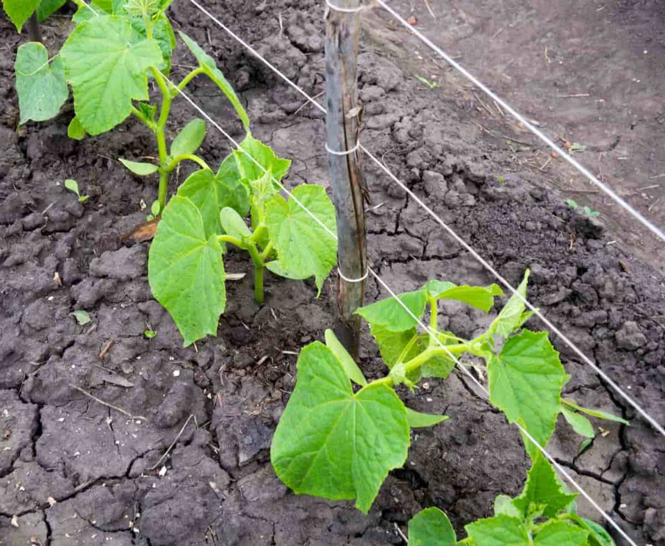 The Best Tomato Twine Tie for Tying Up Your Tomatoes Minneopa Orchards