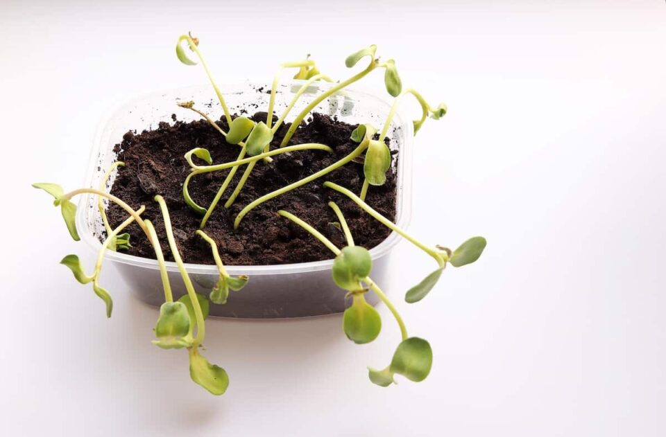 Why Are My Seedlings Dying? 11 Possible Reasons Minneopa Orchards