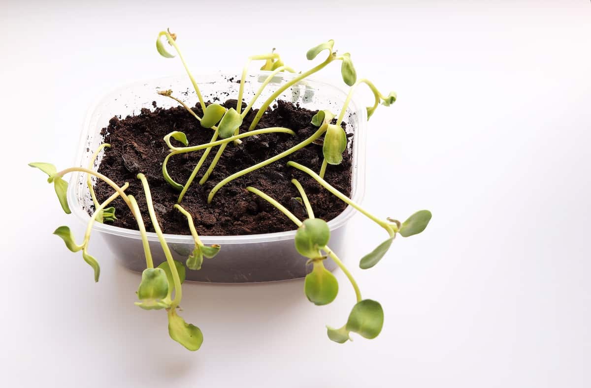 Why Are My Seedlings Dying? 11 Possible Reasons Minneopa Orchards