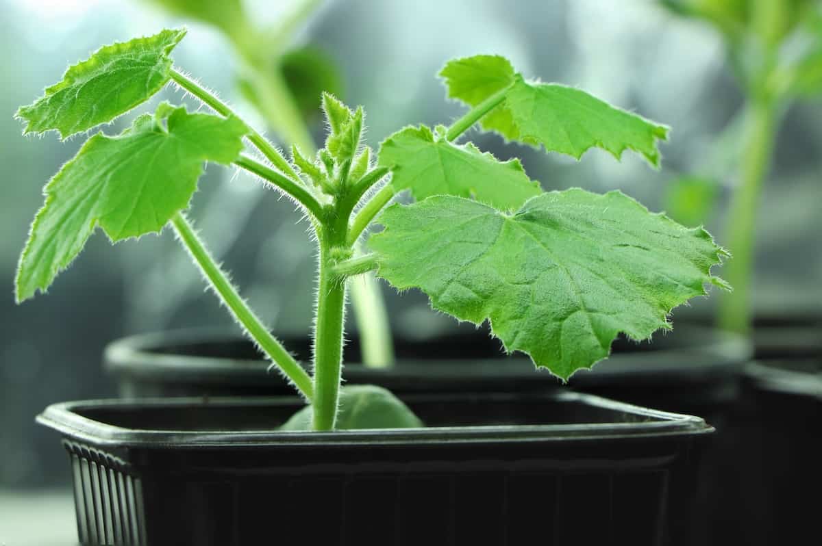 How to Plant Zucchini Minneopa Orchards