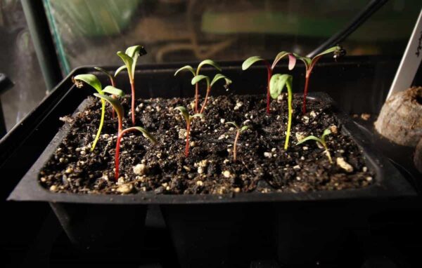 How to Plant Swiss Chard - Minneopa Orchards
