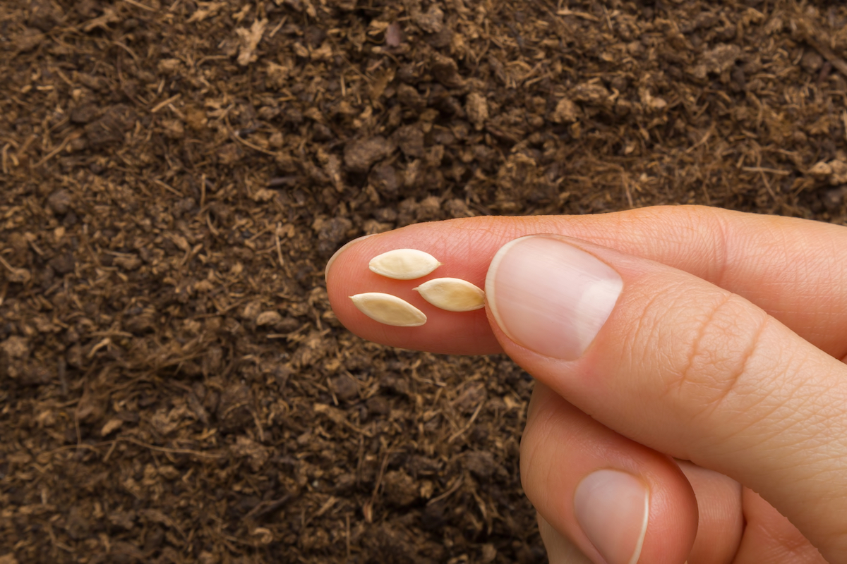 The Healthy Muncher Cucumber Minneopa Orchards