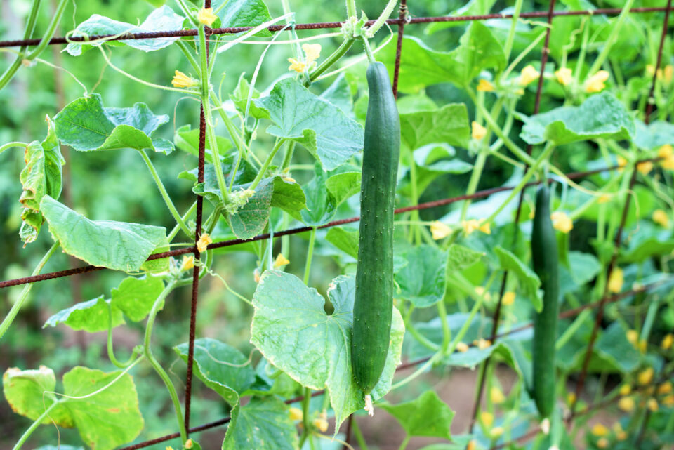 The 7 Best Cucumber Trellises Minneopa Orchards