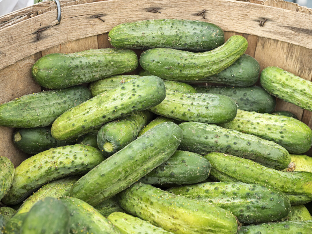 The Curious PickaBushel Cucumbers Minneopa Orchards