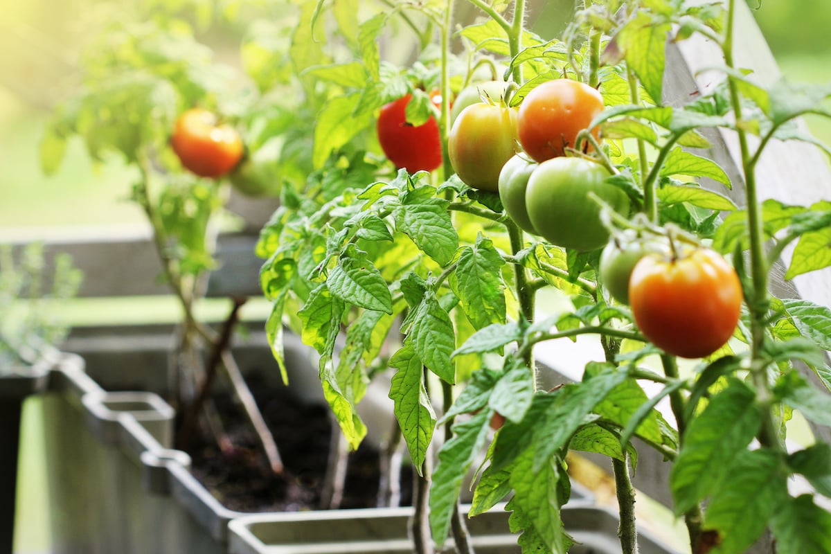 The 5 Best Potting Soil For Tomatoes in Containers Minneopa Orchards