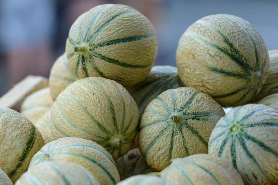 How to Plant Melons Minneopa Orchards