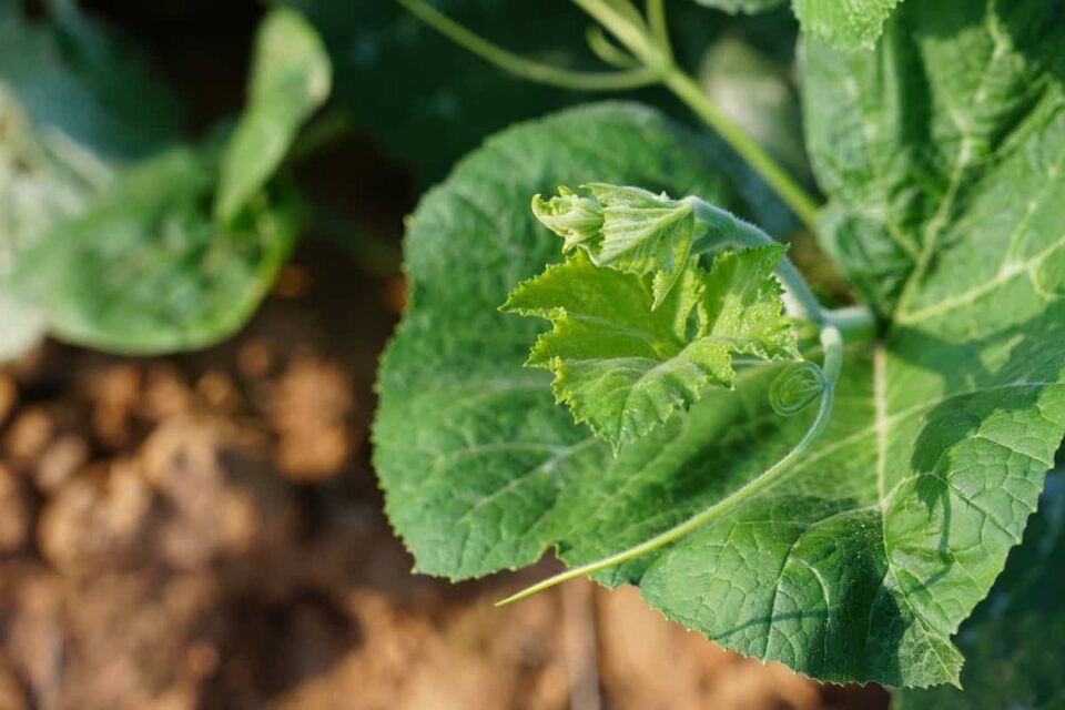 How to Plant Melons Minneopa Orchards