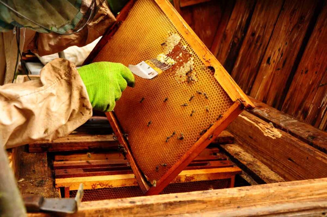 The 7 Best Honey Extractors for Beekeepers Minneopa Orchards