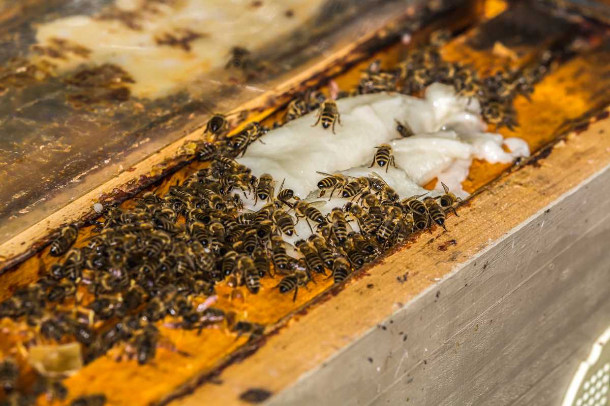 Wintering Bees: Everything You Need to Know - Minneopa Orchards Wintering Bees: Everything You Need to Know - Minneopa Orchards
