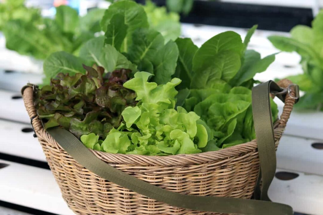 How to Plant Lettuce Minneopa Orchards