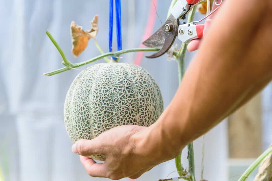 How to Plant Melons Minneopa Orchards