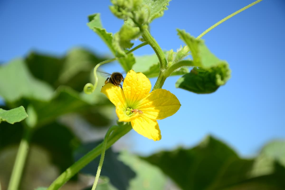 How to Plant Melons Minneopa Orchards