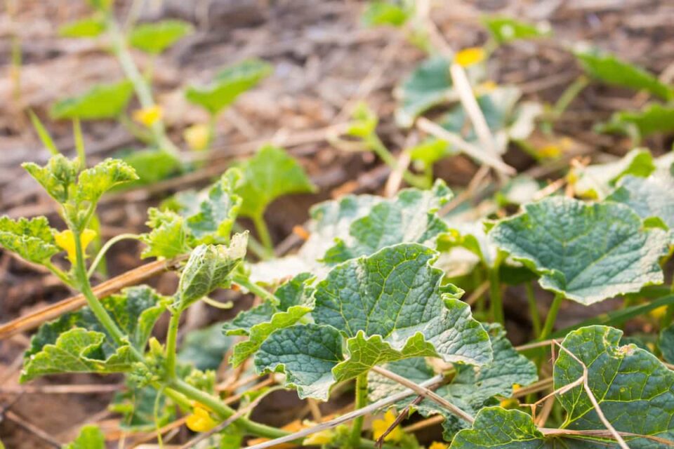 How to Plant Melons Minneopa Orchards