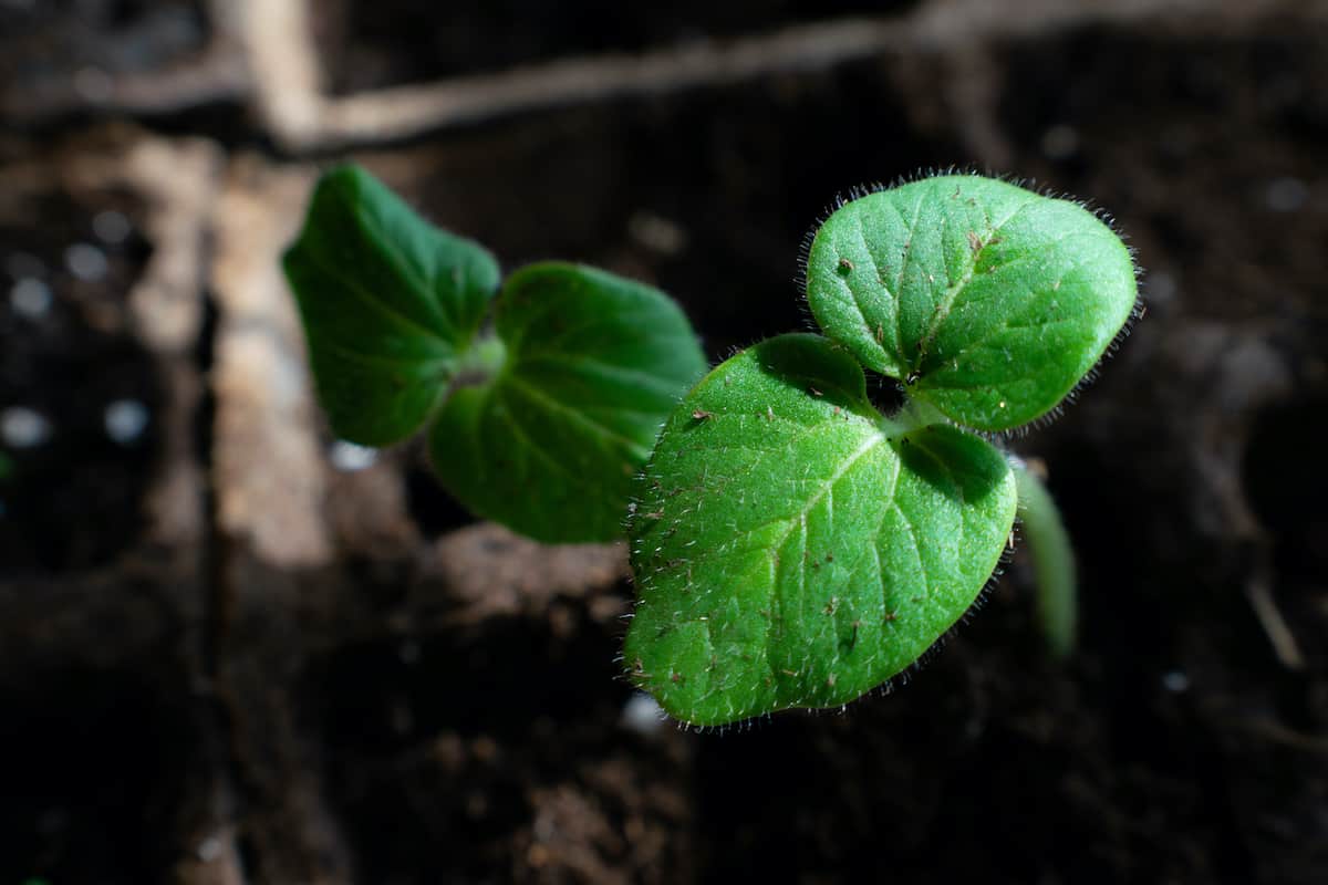 How to Plant Okra Minneopa Orchards