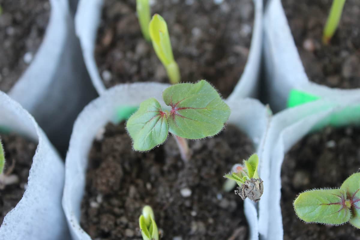 How to Plant Okra Minneopa Orchards