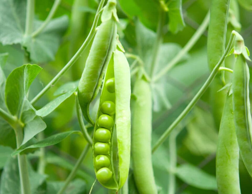 8 Companion Plants For Beans Minneopa Orchards