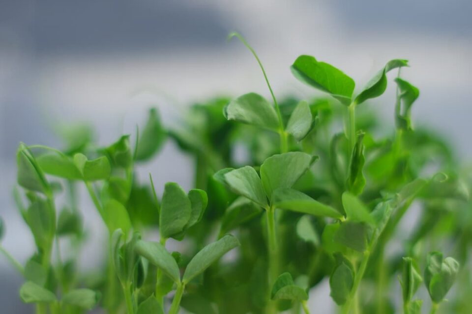 How to Plant Peas Minneopa Orchards