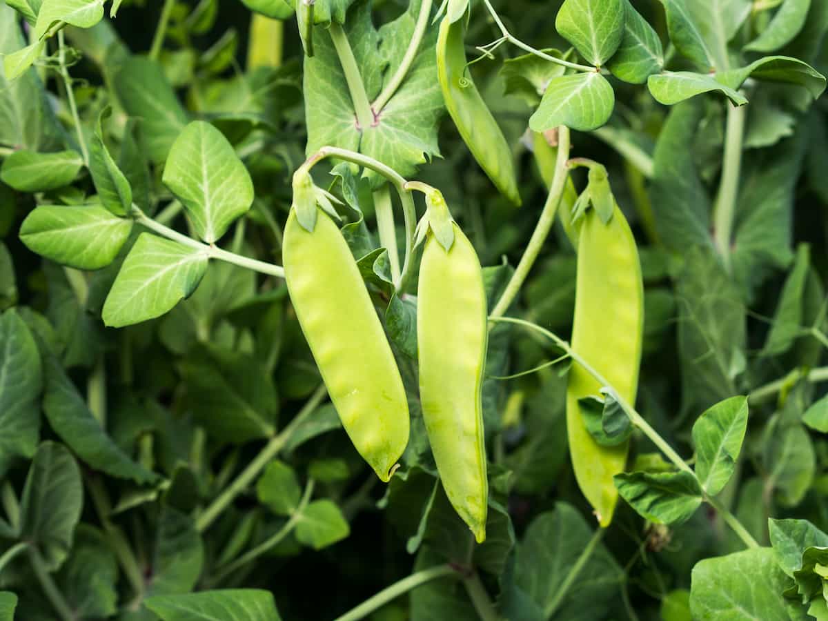 How to Plant Peas Minneopa Orchards