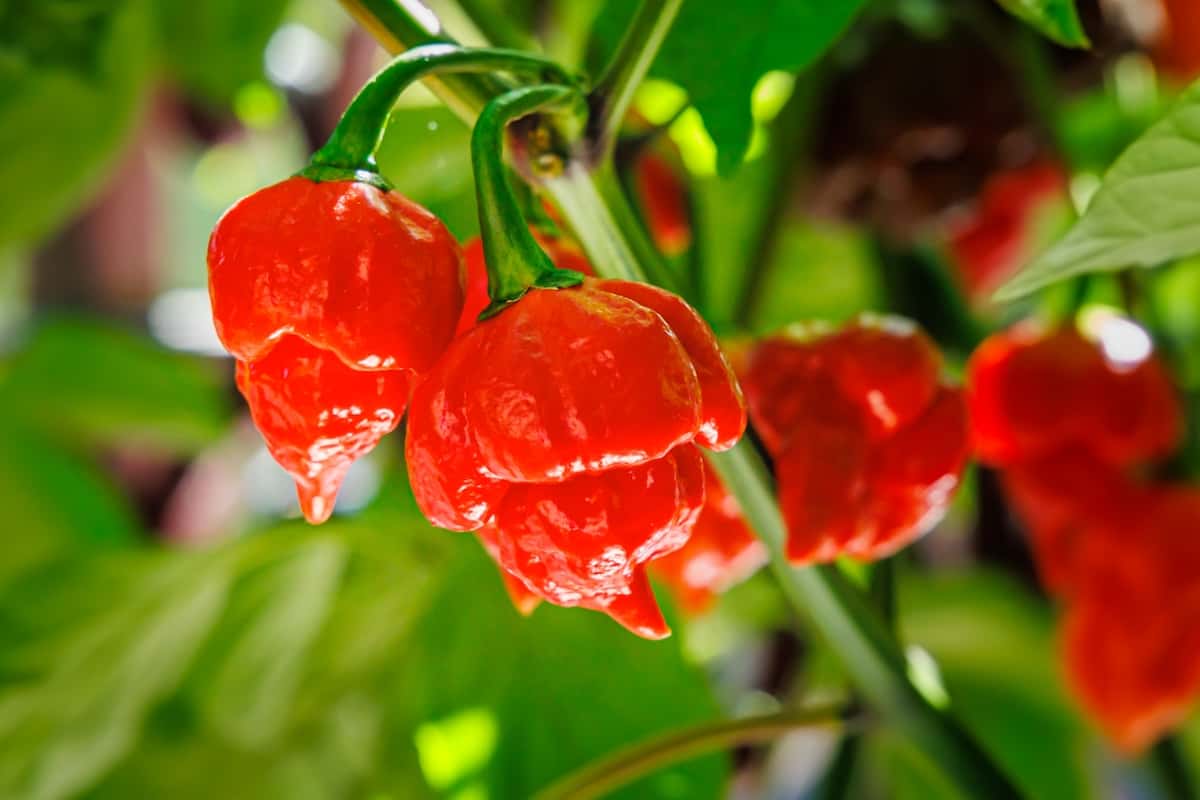Moruga Scorpion Pepper